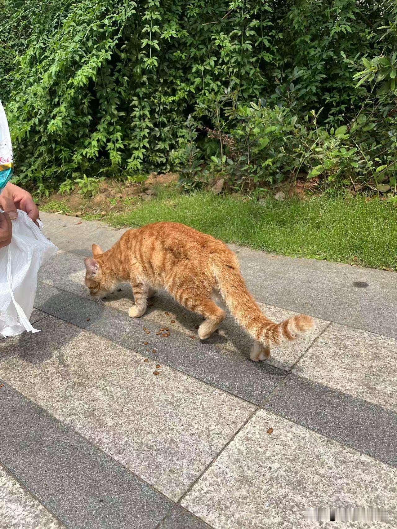 猫咪丢失后如何找回来？根据这次经验，发现我一开始就陷进“先入为主”的错误思维，导