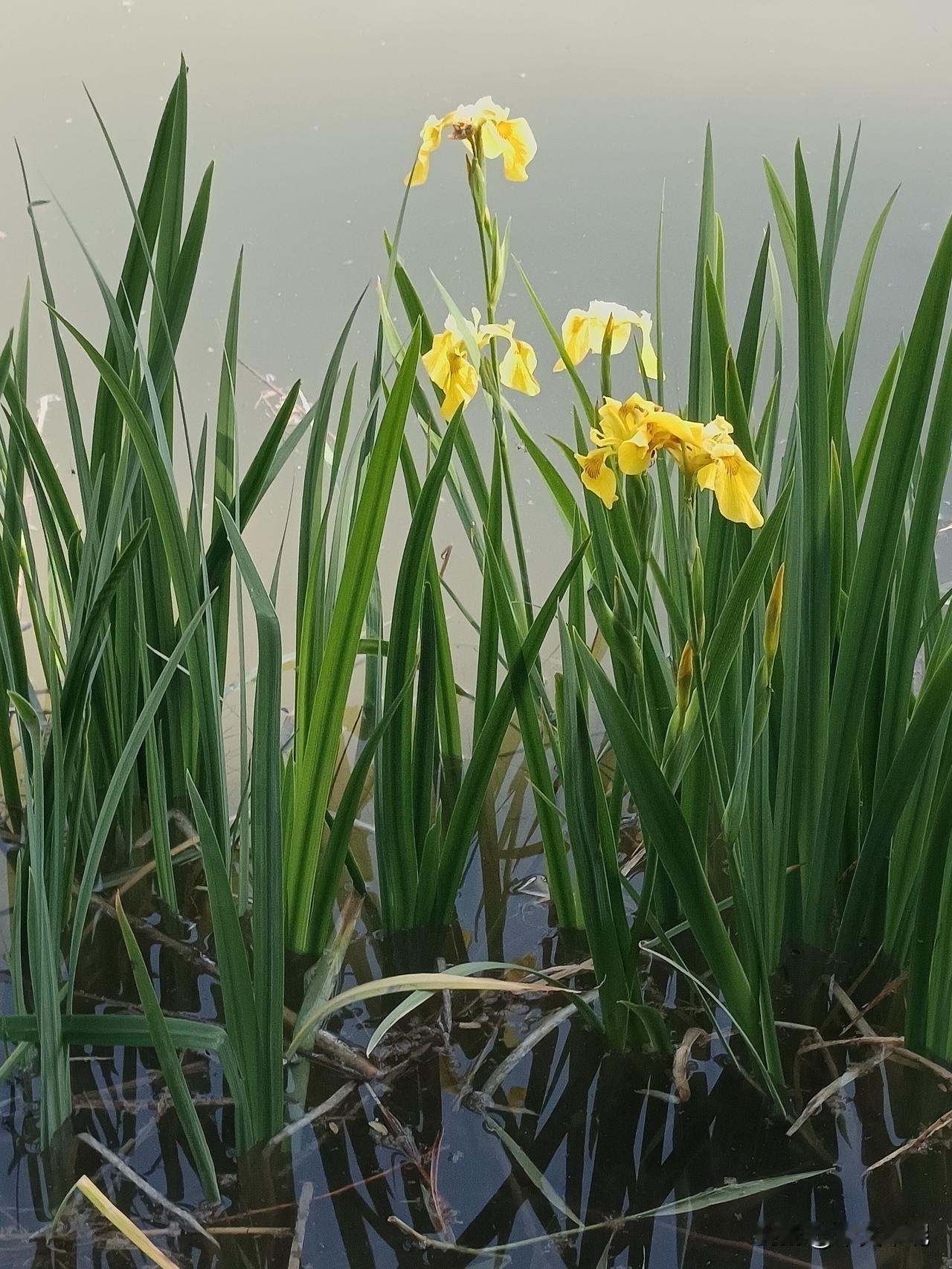 疑似黄蝴蝶。

这花，果然配得上“黄蝴蝶”一名——临水照影，灿然欲飞。那四片金黄