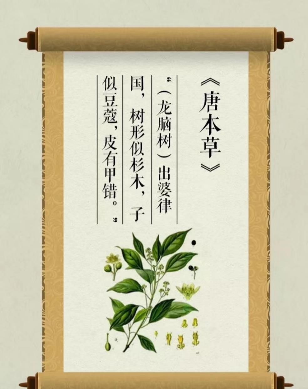 《龙脑》

🌿 两千年前
你从苏门答腊岛一片大森林
漂洋过海
来到战乱频仍的南