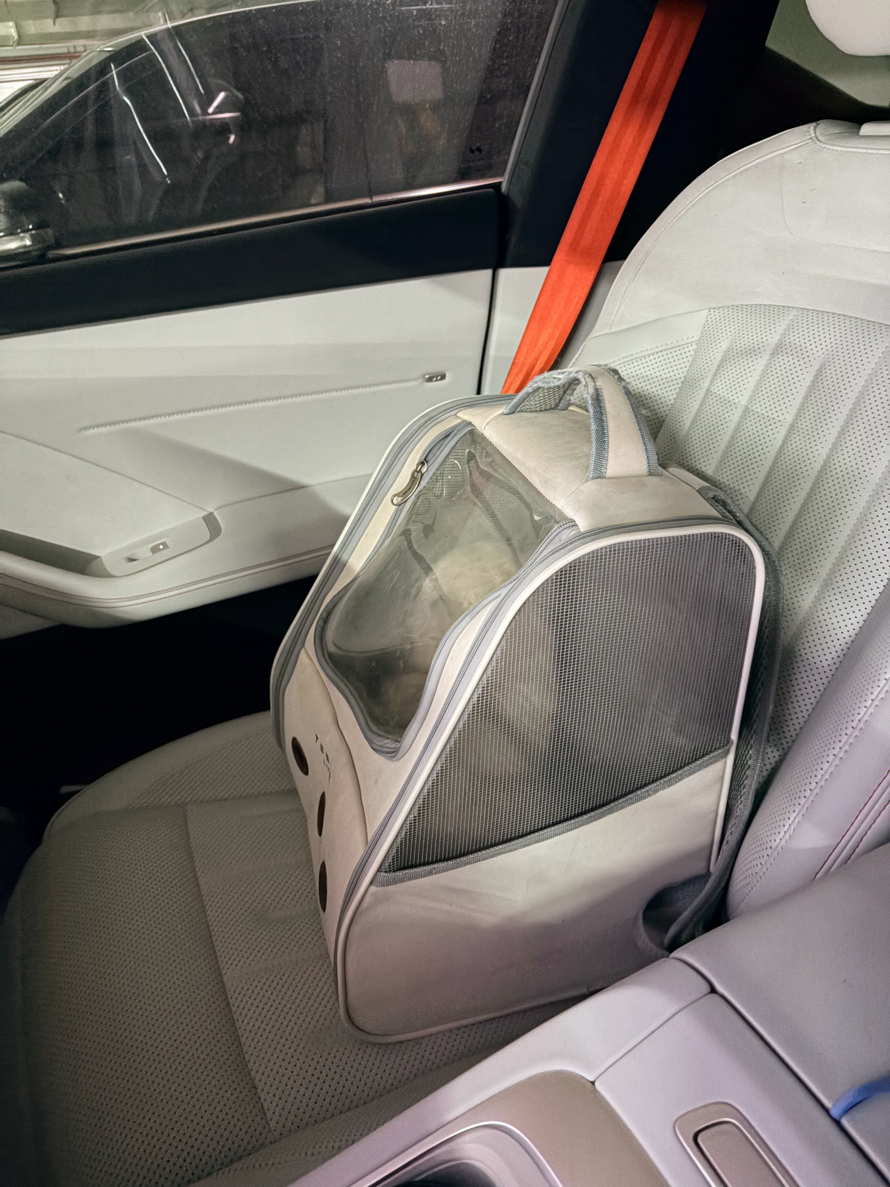 来解决猫生大事，我先回去大扫除，给你一个干净的恢复环境！拾伍的猫奴生活