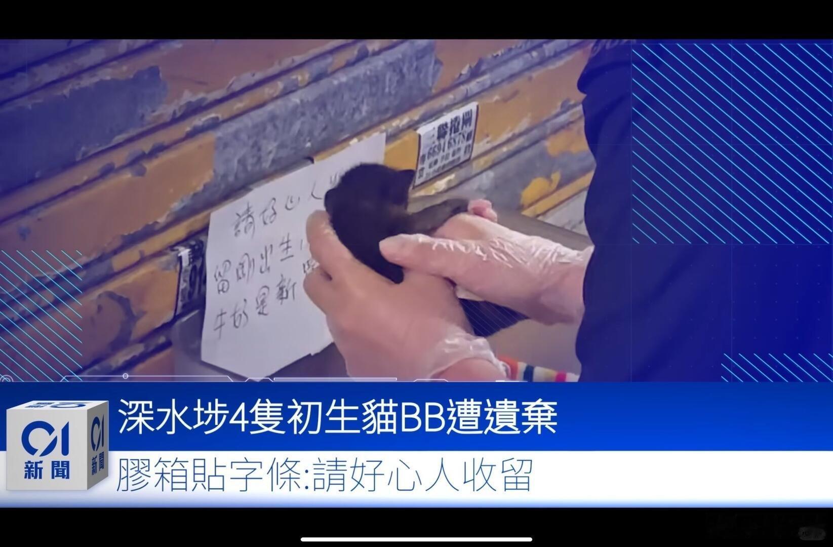 -香港深水埗有人遗弃了一窝猫宝宝，被人发现后警察和爱护动物协会都到达处理，警方以