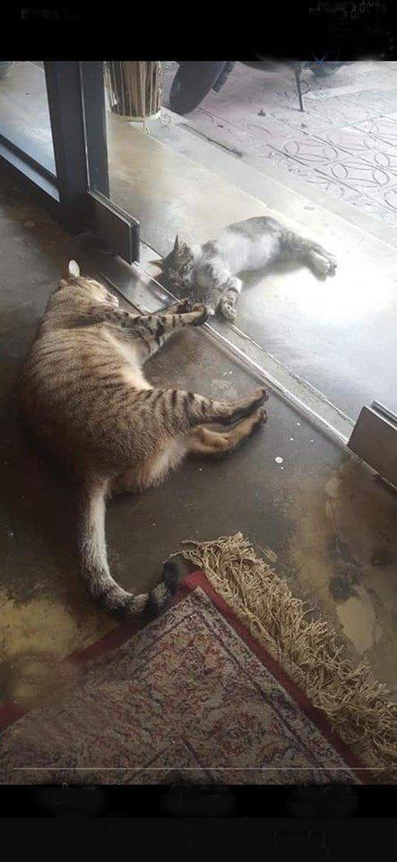 一年前，将门外的那只猫收养后，一年后门口又来了一只猫......