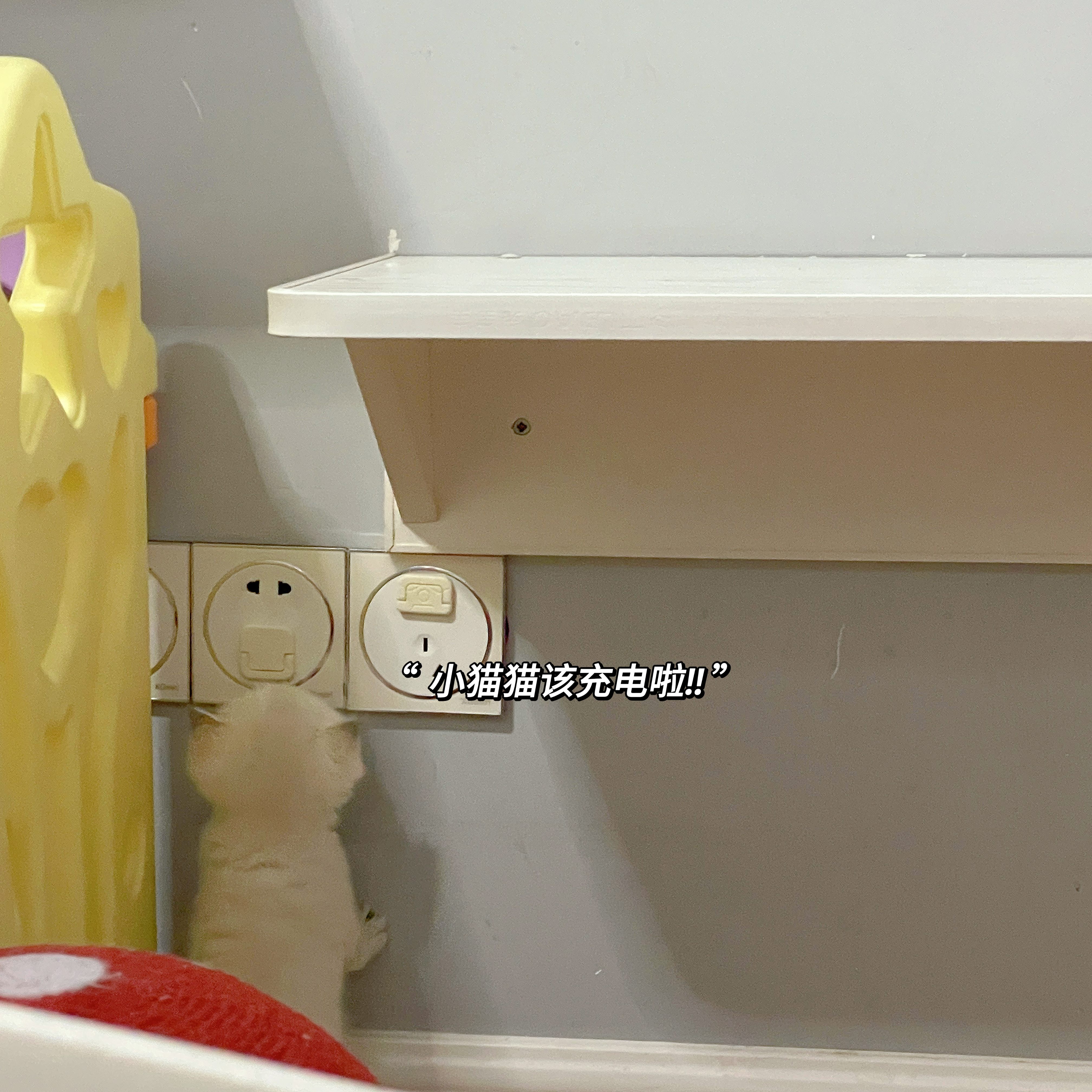 分享图片#英短金点色##金点色##金点##英国短毛猫# ​​​