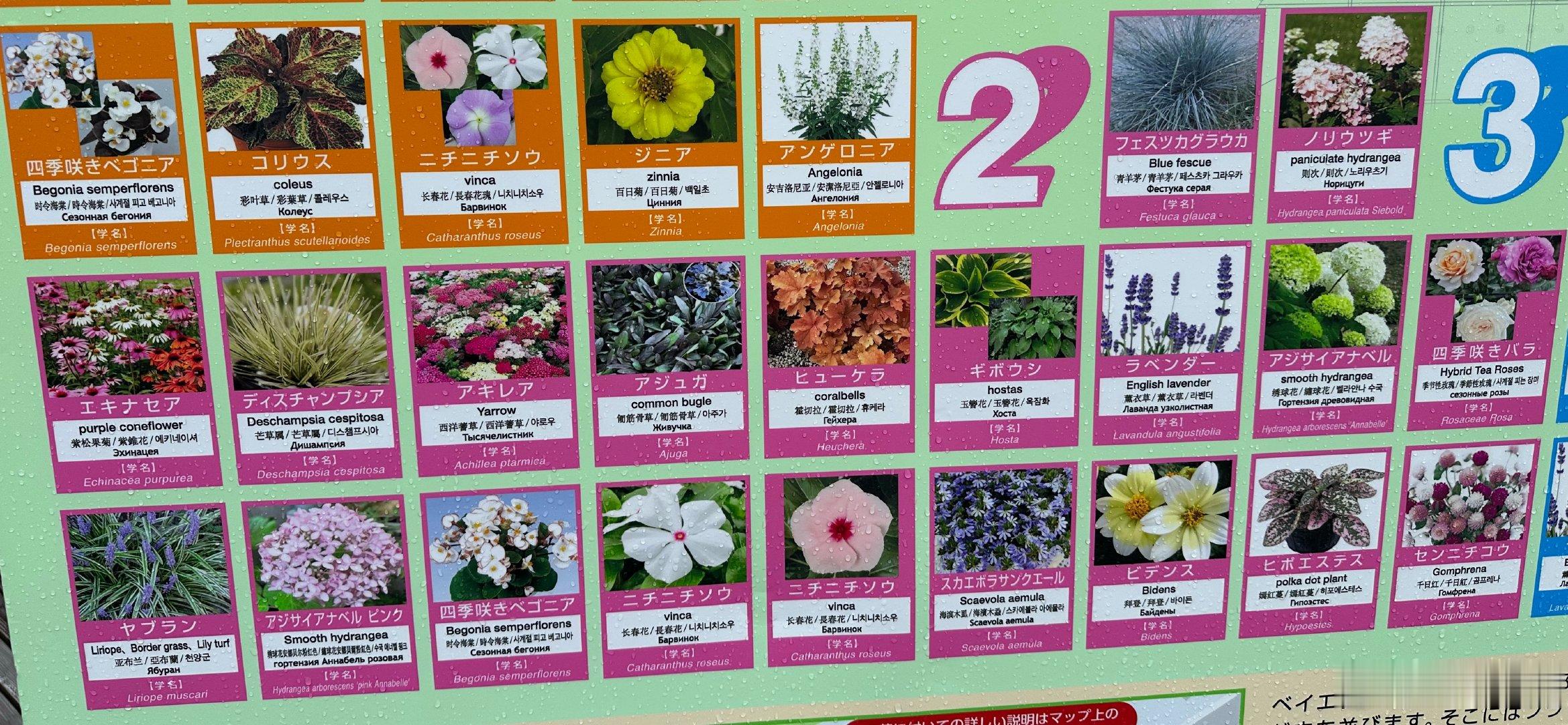 植物✖️外语爱好者大喜 日本·函館 (Hakodate)