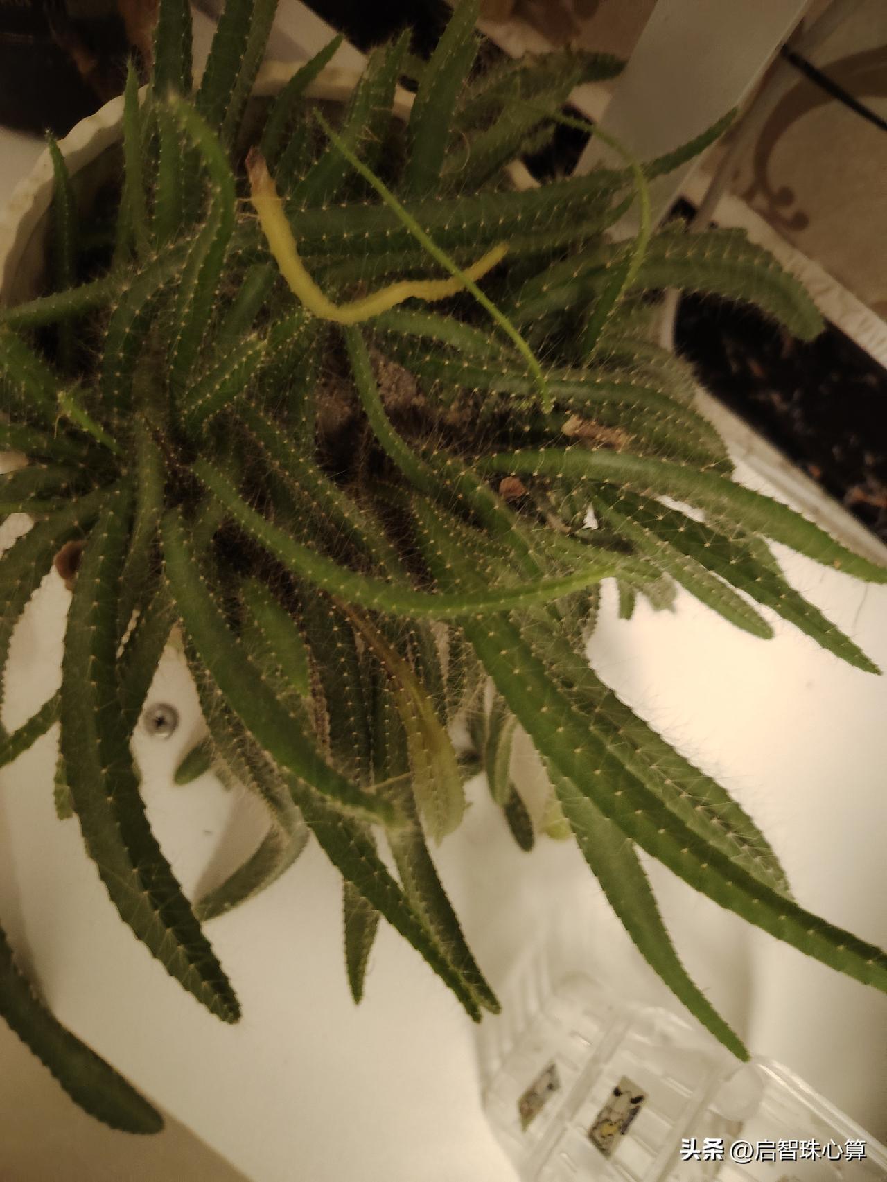 婚礼当天跳河男子的压力应该来自双方，父亲暂缓办理丧事，要弄清事情的真相，说孩子心