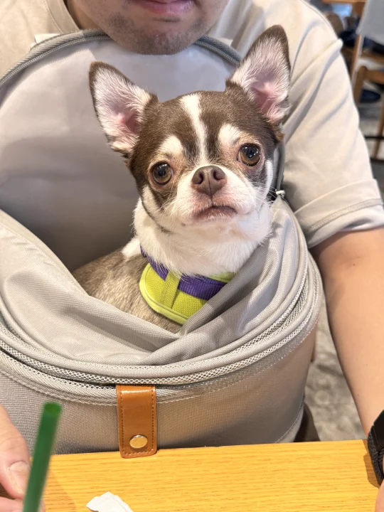 爸宝男｜扑满的日常生活