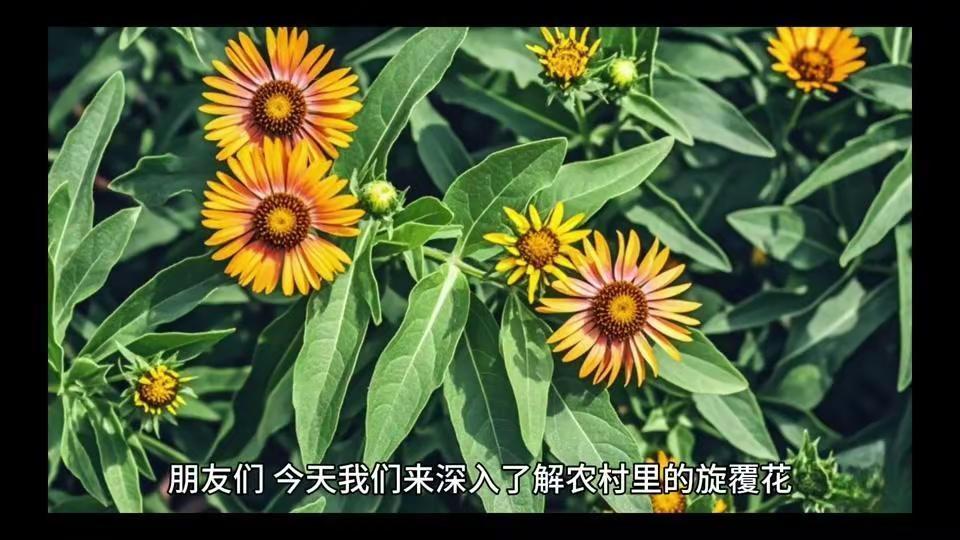🌸旋覆花：农村里的“摇钱草”💰旋覆花经济价值亮点：1️⃣用途广泛，市场需求强