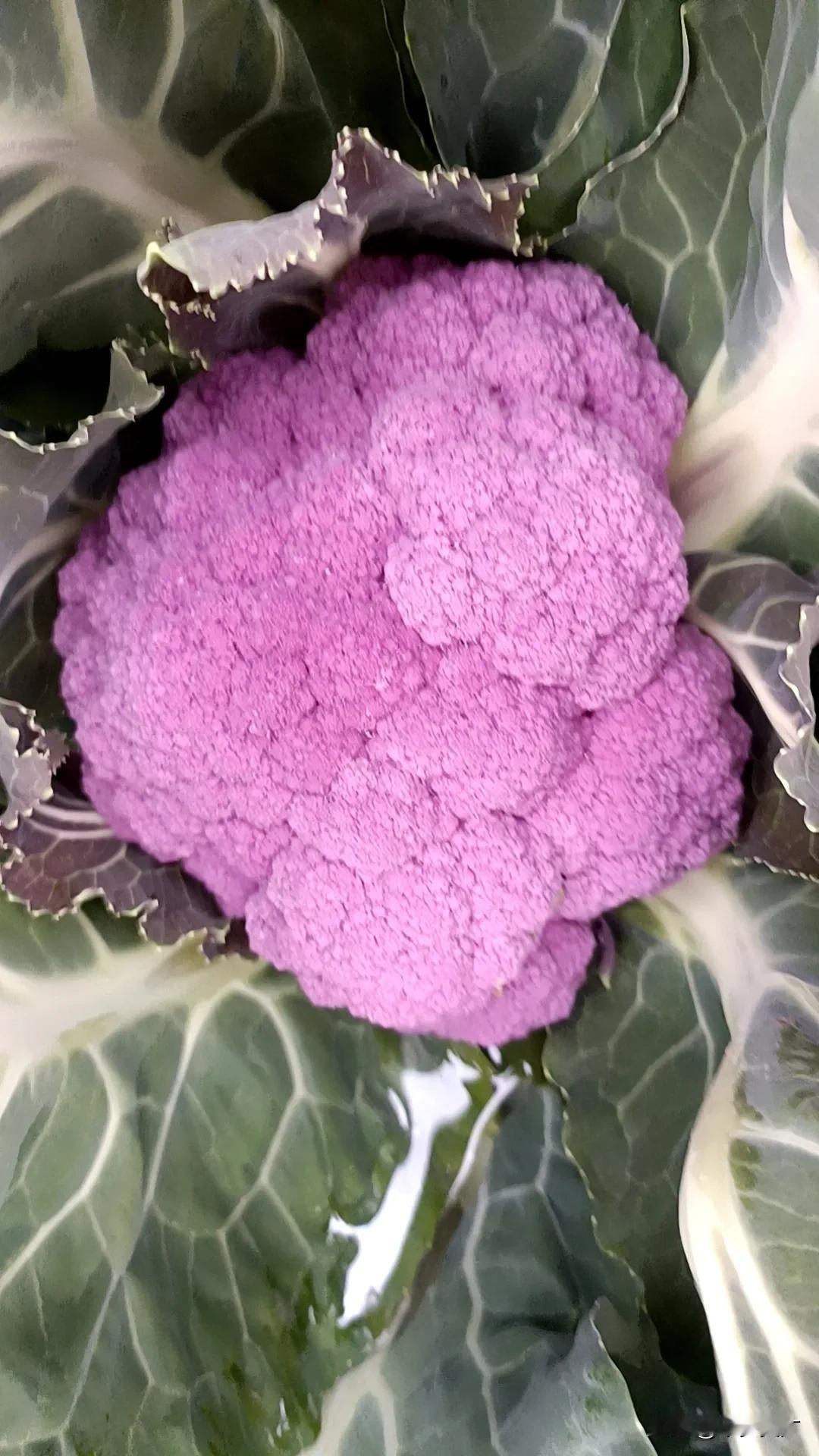 今天才知道菜花竟然还有这么多品种。彩色的花菜，长在地里很亮眼。
    下午去朋