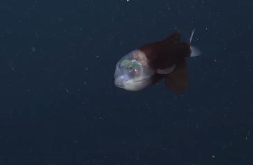 【🐟 海洋中最令人惊叹的生物之一——这种头部透明的鱼】认识一下桶眼鱼，它生活在