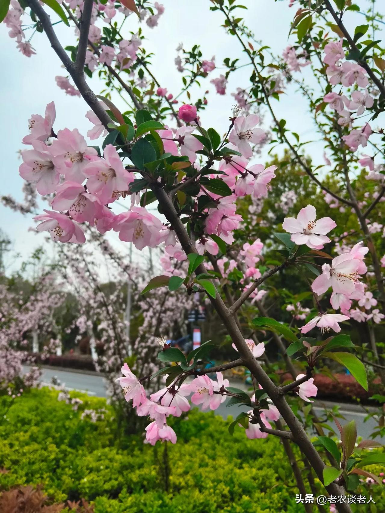 做好哪些事晚年才有尊严？

人到晚年，最怕什么？不是衰老，不是病痛，而是活成了别