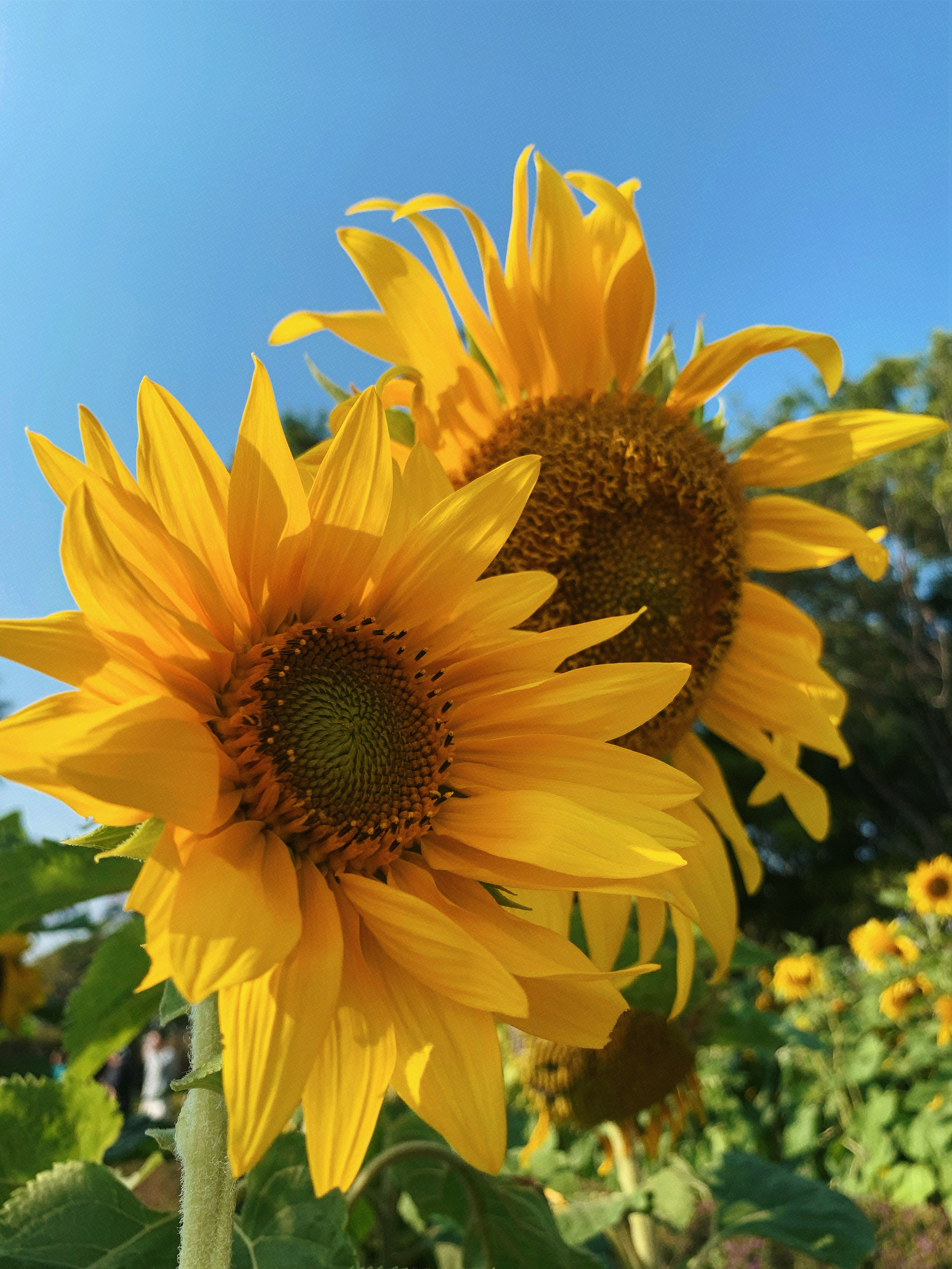 落在地上的太阳🌻 