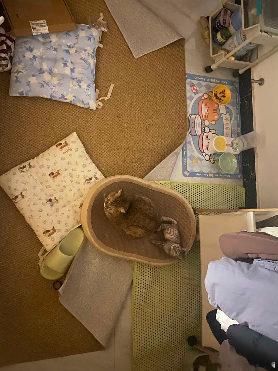 49718【心灵丑】犯罪嫌疑猫多次偷盗有主皮筋且拒不归还，还在本人睡觉时强制将拖