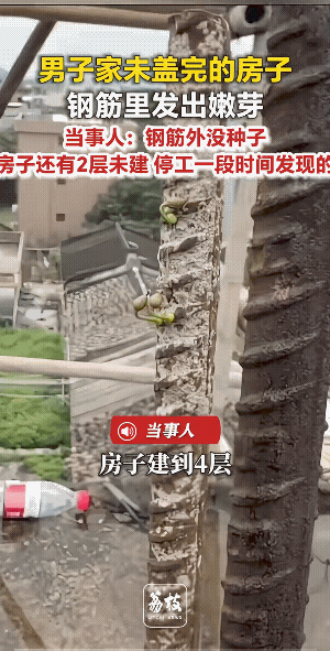 为报三春晖，老铁也发芽。不过，现在已到立夏了，还是晚了点。
古有铁树开花，今有钢
