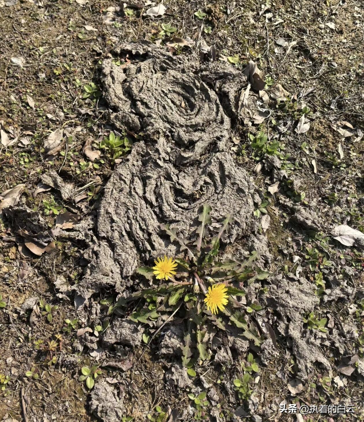 古人诚不欺我！一朵鲜花插在牛粪上，原来是真的！