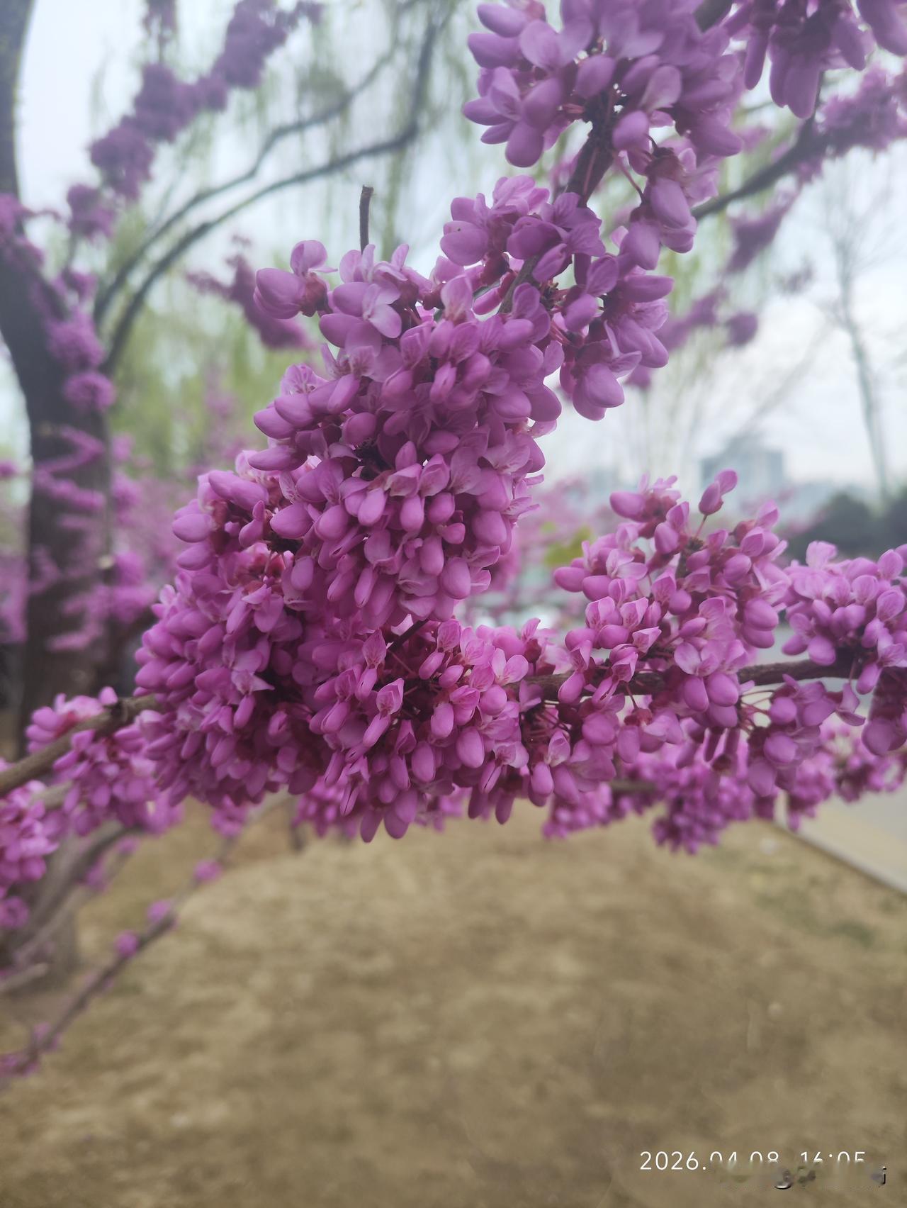 春枝缀紫，满树芳菲✨
 
春风拂过，紫荆花便在枝头热烈绽放。一簇簇粉紫花团密密匝