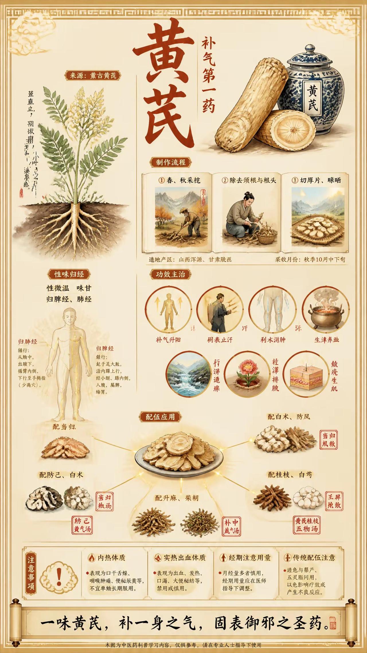 黄芪千万别乱喝！这类人越喝越虚💔。今天说一味很多人搞错用法的中药——黄芪。气虚