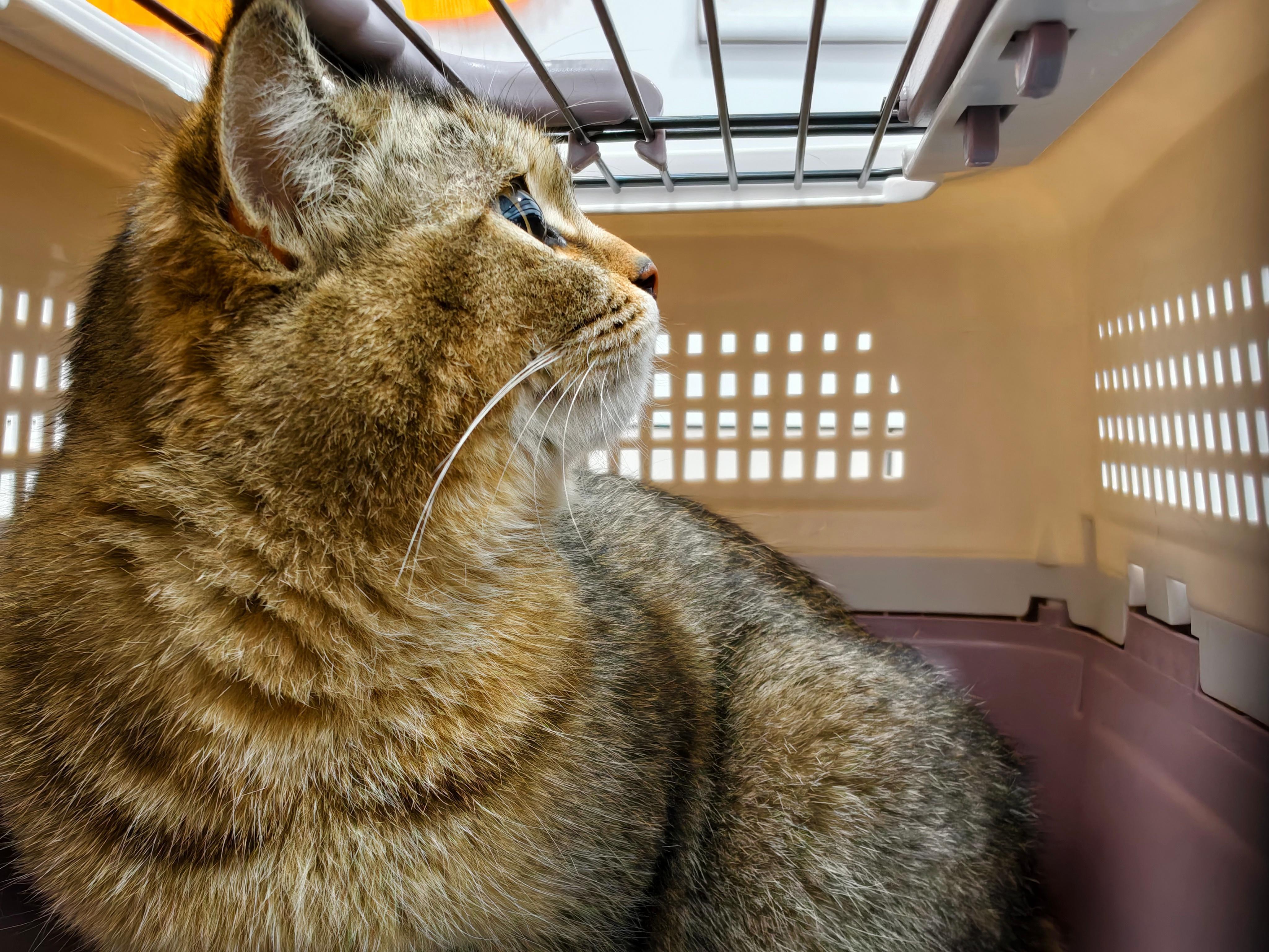 绝育手术后苏醒第一名，连吐舌头照片都没来得及给它拍