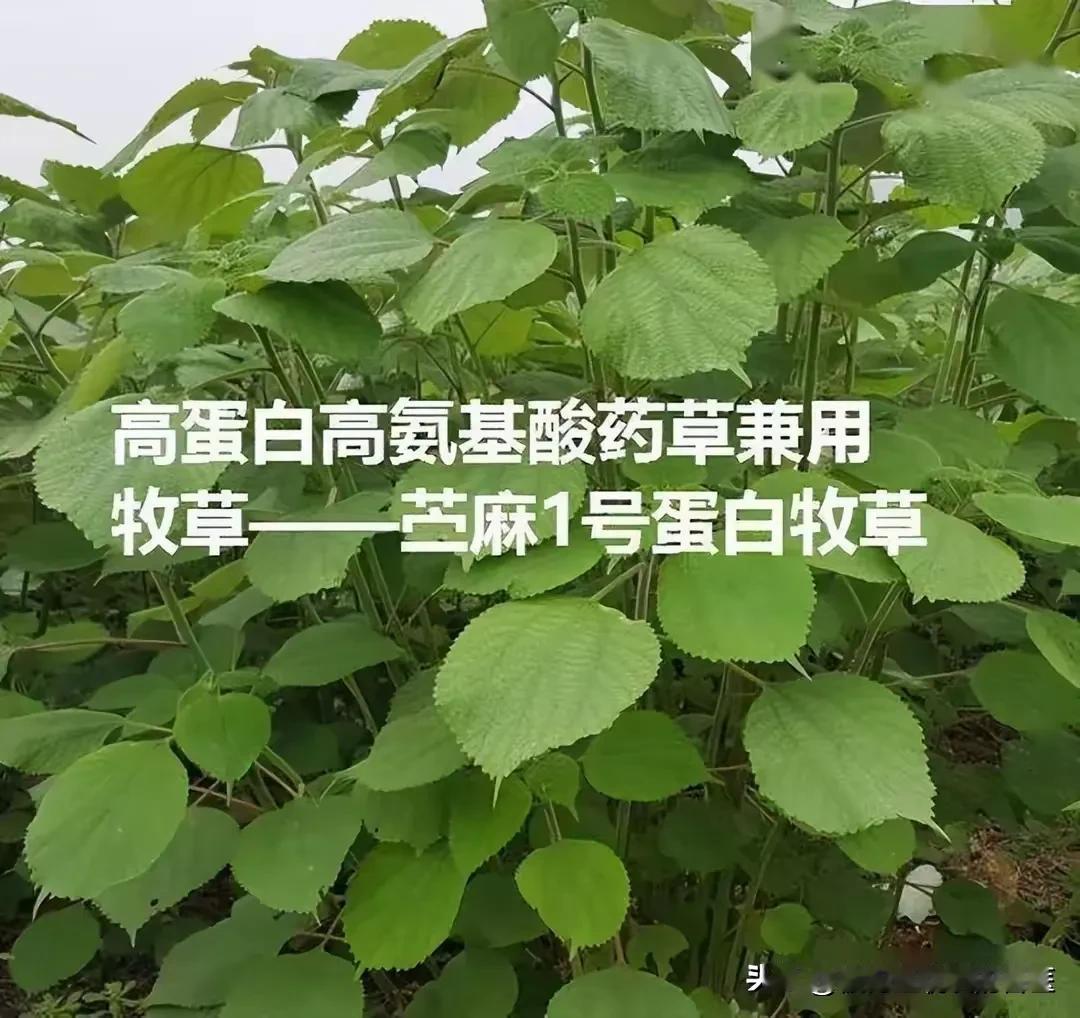 《养鸡业创新：高蛋白苎麻一号喂鸡好处多》

养鸡业创新发展，高蛋白苎麻一号粉碎发
