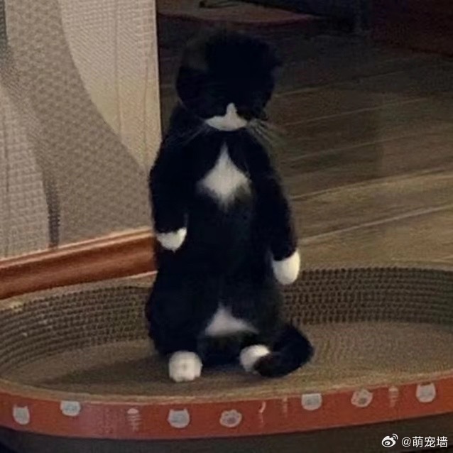 糟糕 扣子崩开了 