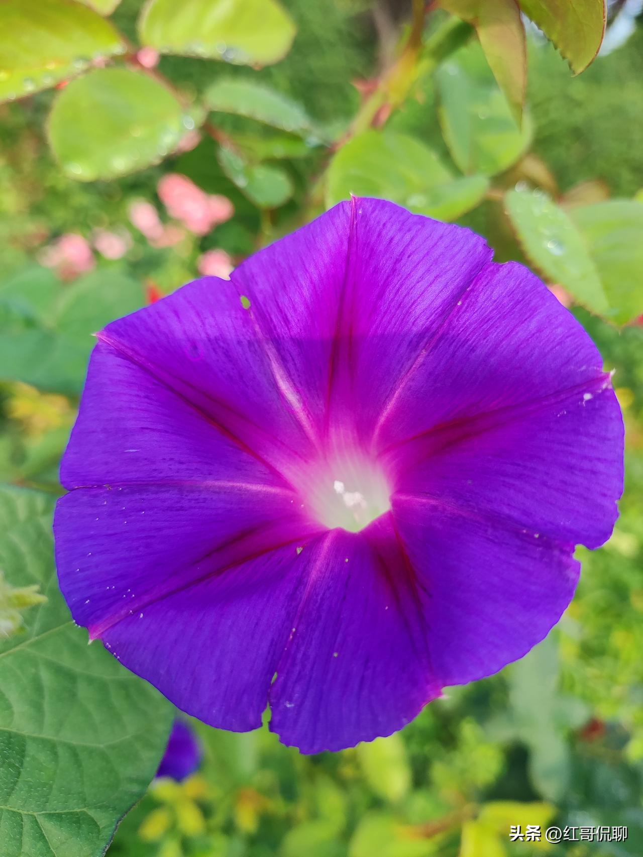 没想到牵牛花还是外来侵害物种：
牵牛花分两种，全是外来物种，其中圆叶牵牛是官方认