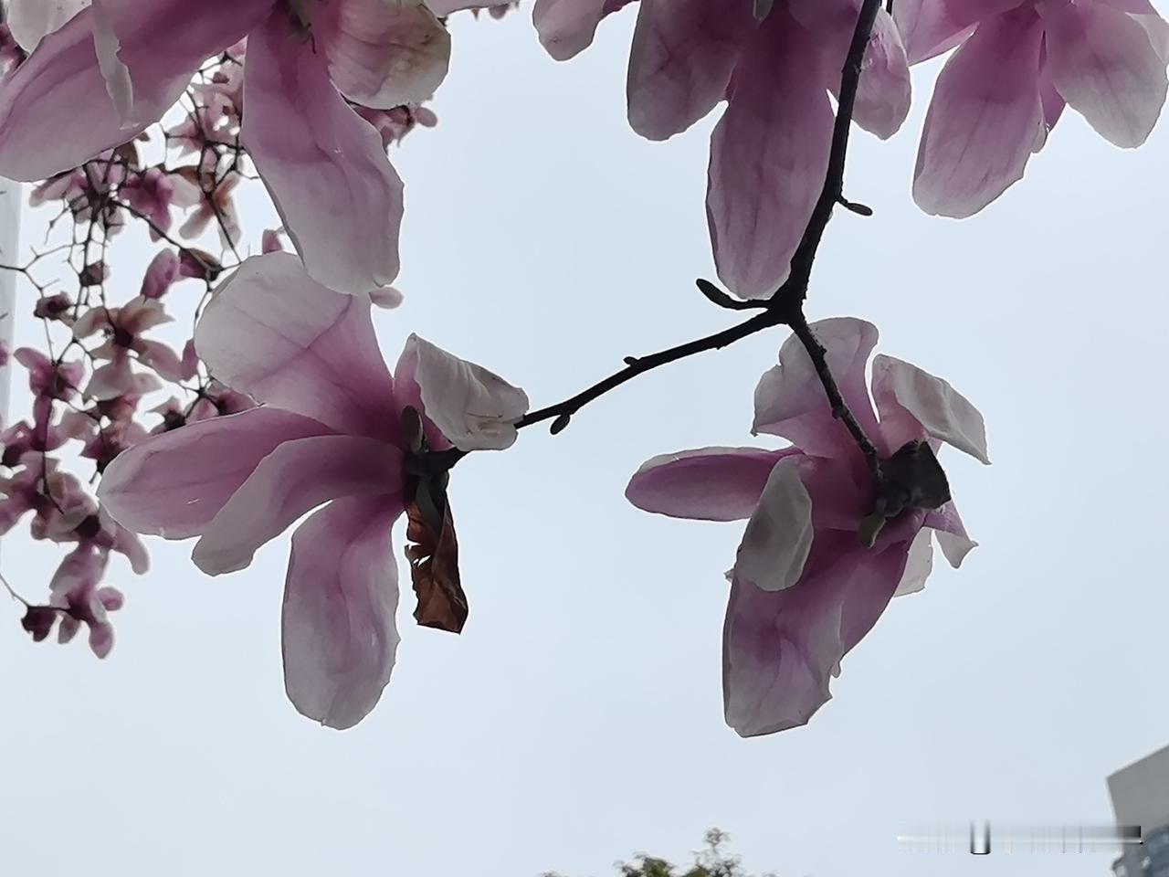 就在刚才，发现头条又来新活动啦！居然不是汽车活动，却也要求2500的阅读量呢！