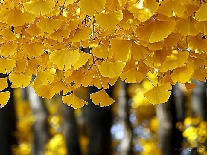 多情的秋天——
秋天
像一个成熟的少妇
绚丽
却不张扬
丰满
又有内涵