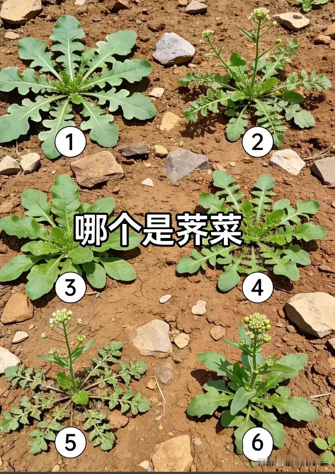 哪棵是荠菜呀？春天到了，又到了挖荠菜的季节，但是又有很多人却认错了荠菜。下图的菜