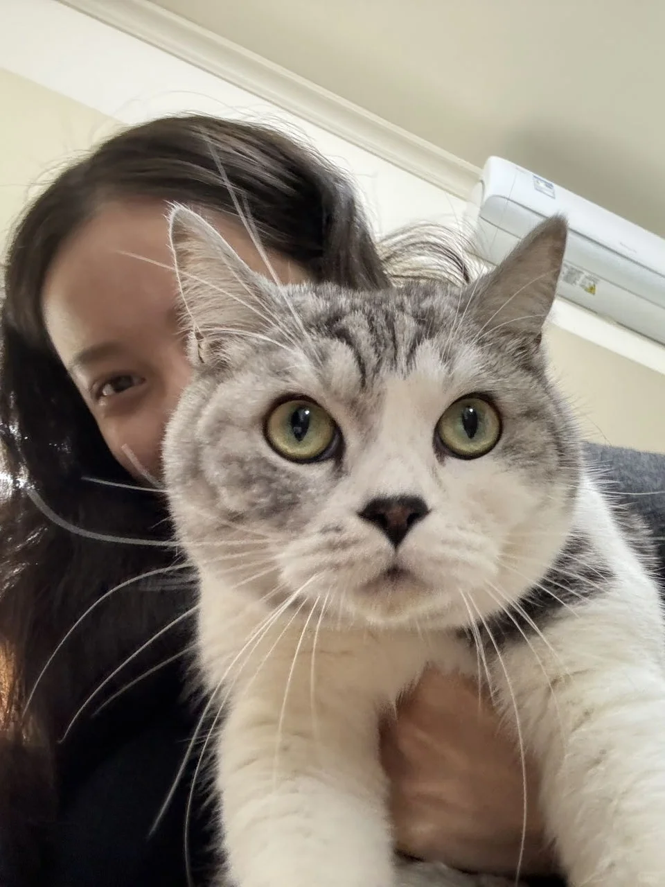 hello，听说需要缴猫税？