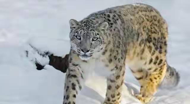 在海拔3500米的雪山腹地，最让人害怕的从来不是呼啸的风雪，反倒是那种突然降临的