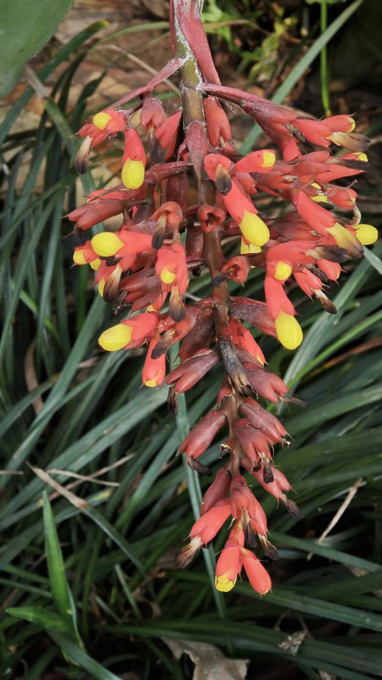 春日生活打卡季红萼垂枝缀金珠，风过林间暗香浮，自然把热烈与温柔，都藏进了这一串花