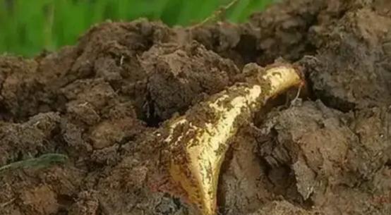 [中国赞]1984年，四川绵阳一农民正在挖地基，突然，他发现挖出的黑泥里，有东西