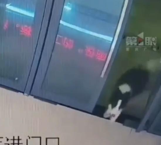 真以为狗狗走丢就没办法了？拜托！这只重庆边牧的神操作简直绝了！😎

这只聪明的