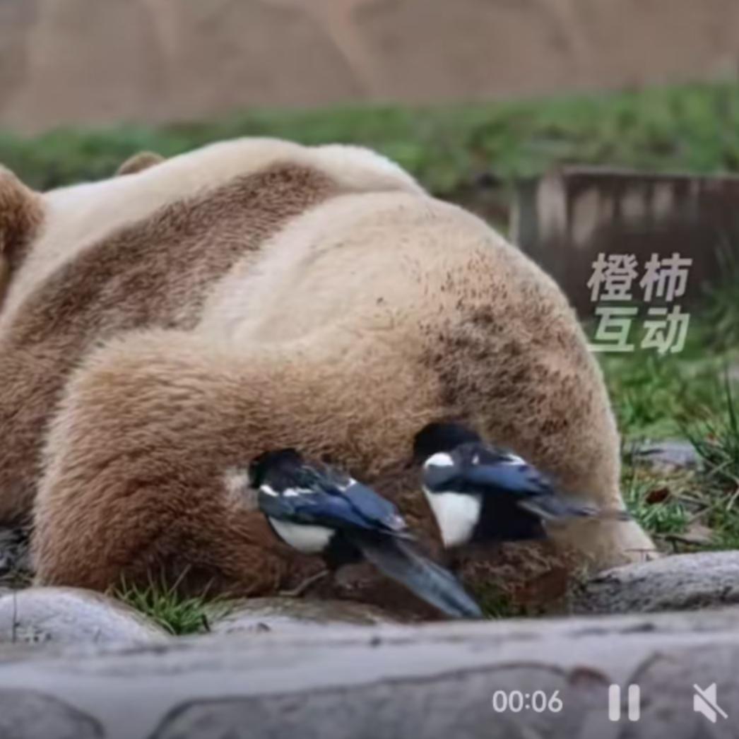 大自然有时候就是个巨大的喜剧现场，主角往往意想不到。
最近，一段发生在动物界的“