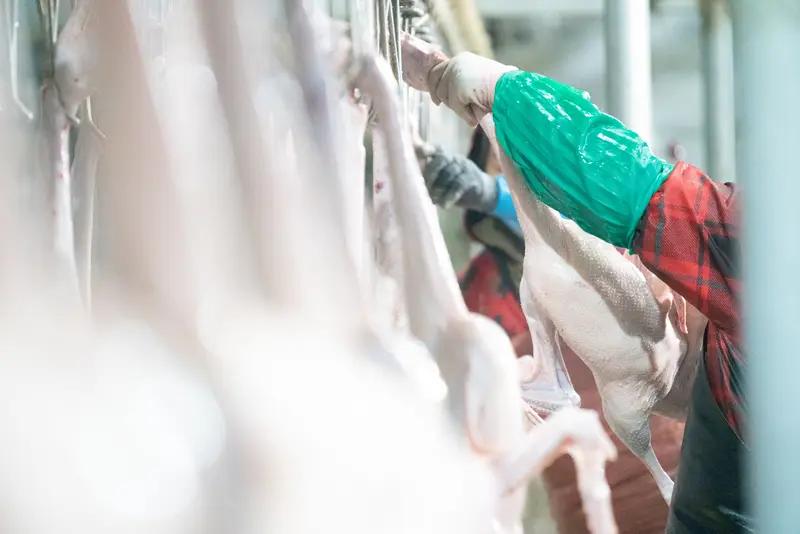 牛在送进屠宰场时流泪，还挺让人感慨的。牛感情丰富，一生都在默默为人类服务，拉车、