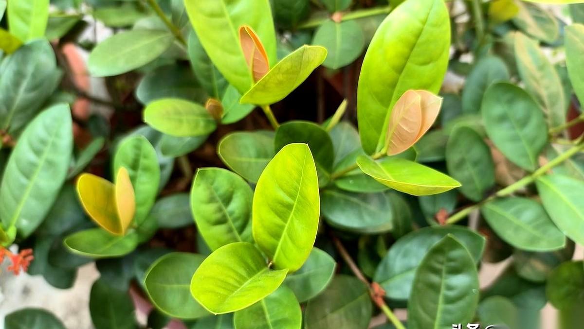 连续失眠三天，只是个开始。
紧接着，是嘴里的饭菜味道开始不对劲，是每天走的大街突