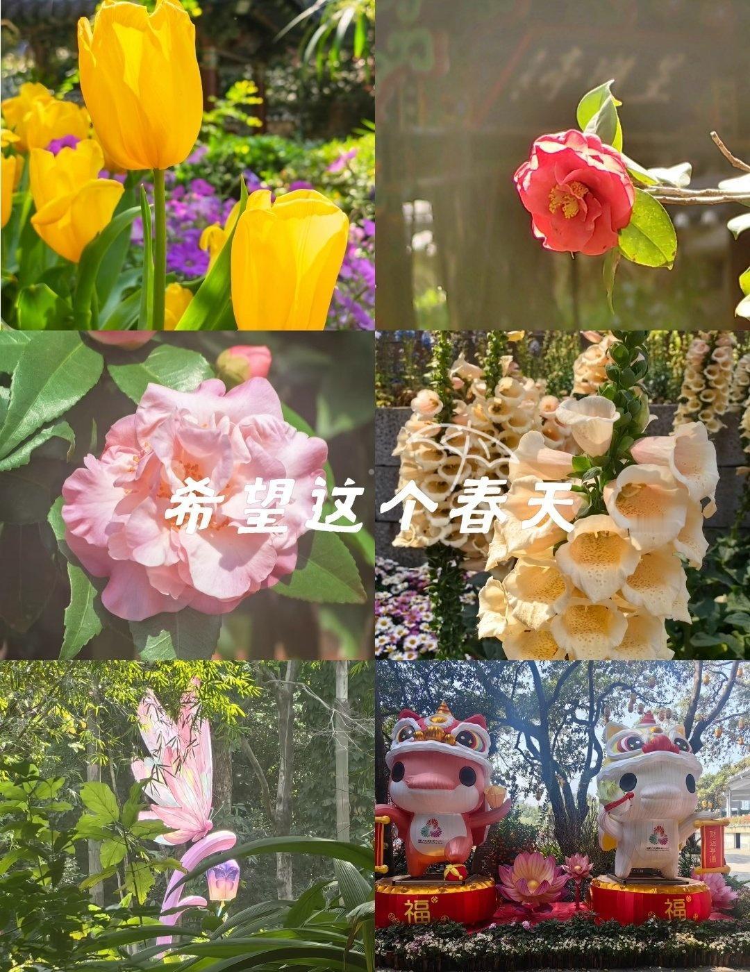 来越秀公园追花
📍广州 广州市越秀公园
越秀公园，年年花开不负春。山茶娇艳，杜