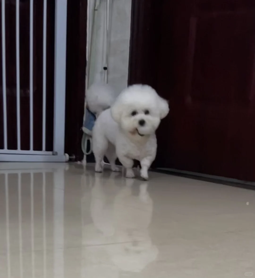 求各位哥哥姐姐叔叔姨姨们推荐宠物吹水机