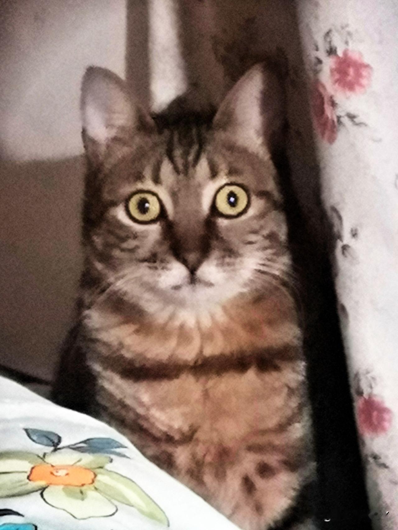 猫能通阴？老辈人说的这事可真有门道！

李大哥跟我讲过一件邪乎事儿：那年他奶奶卧