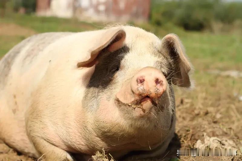 男子按猪被踢致截瘫邀约者判赔52万 最近看到个新闻，四川合江县70岁的方某丙杀年