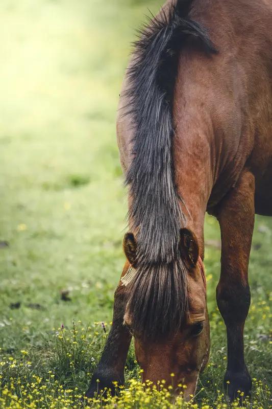 马低头为吃草，人低头为了啥？成年人看完都沉默了
 
马低头，是为了吃草，为了活下