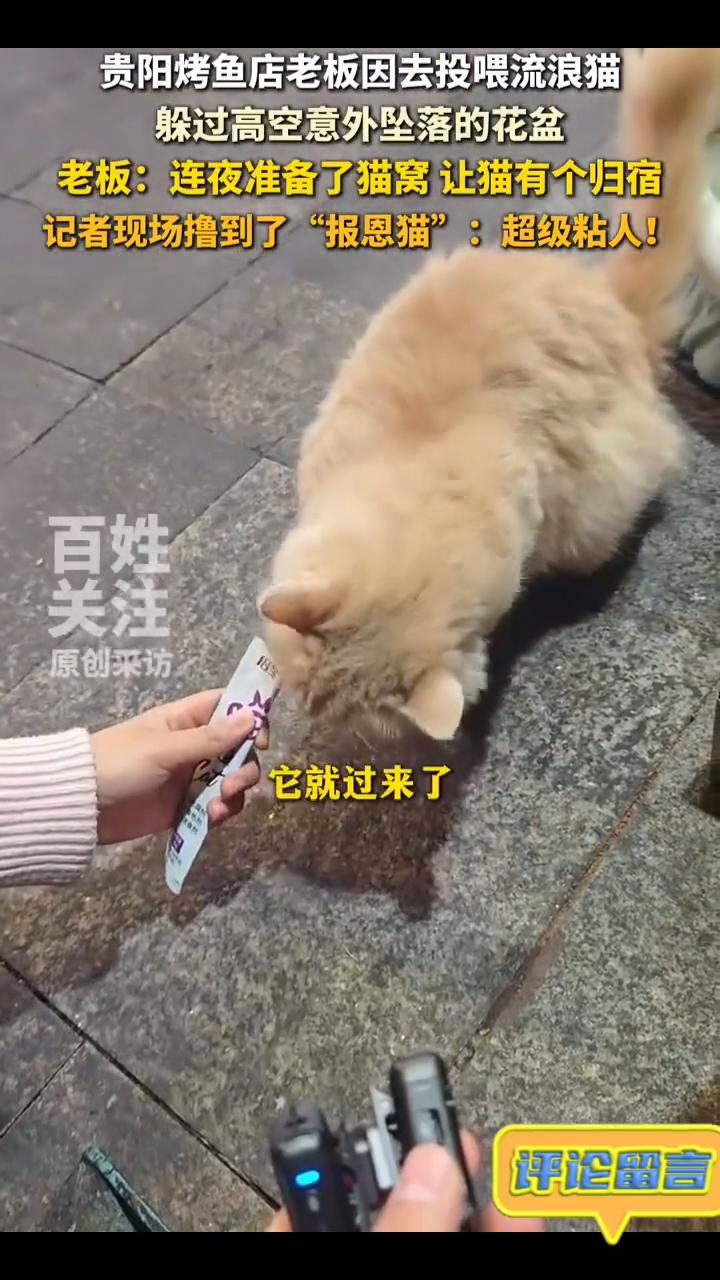 老板因投喂流浪猫躲过坠落的花盆，开业三个月它"蹭饭"一个月。
贵阳烤鱼店老板因去
