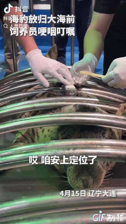“这只海豹上人民日报了！”辽宁大连，一只小海豹在装定位器准备回大海时，饲养员红着