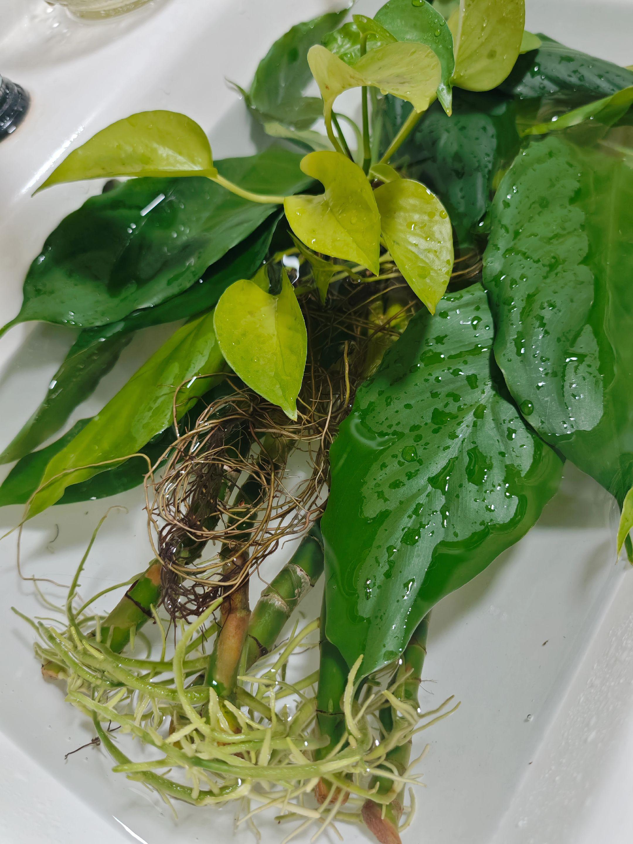 太久没洗澡黄了，给她泡会澡儿🌱
