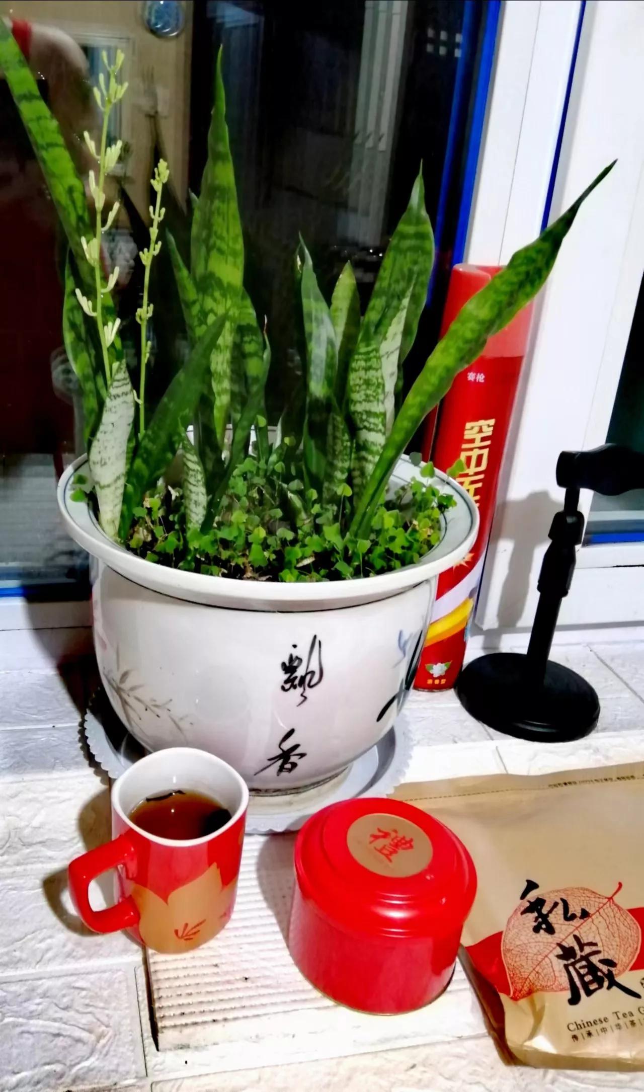 这几天虎皮兰开花了，有点淡淡的幽香。