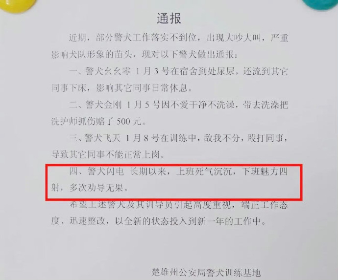 警犬被通报批评好的这下全国人民都知道闪电上班时死气沉沉了