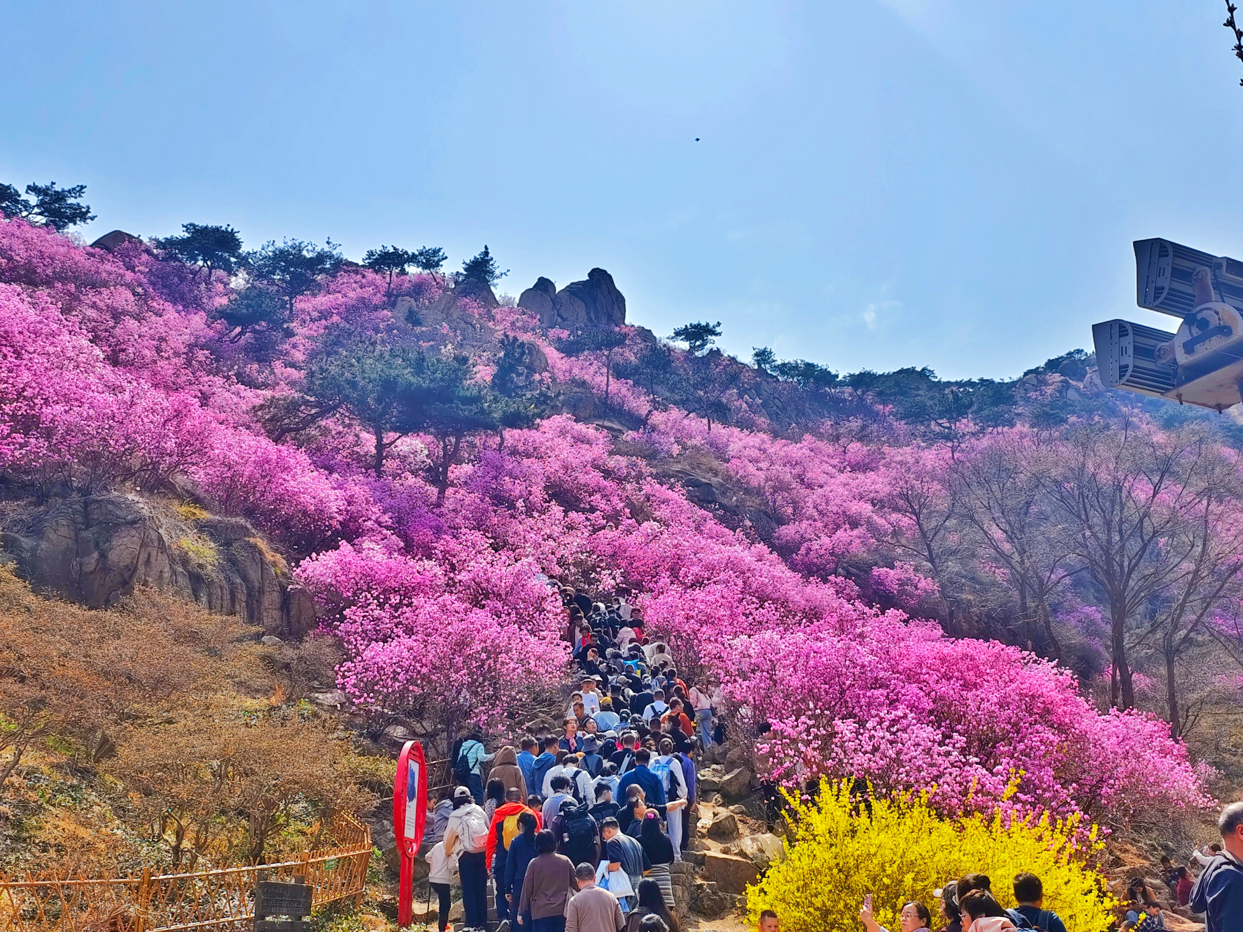 当语文封面照进了现实，一下子具体化了 青岛·大珠山风景区-杜鹃花