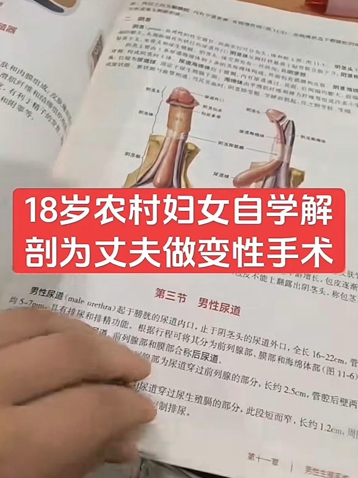 老公我来了 