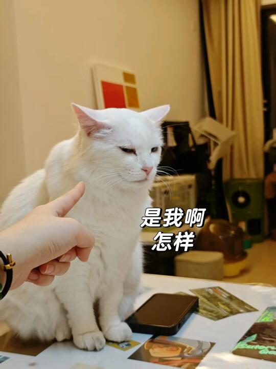 拽妹