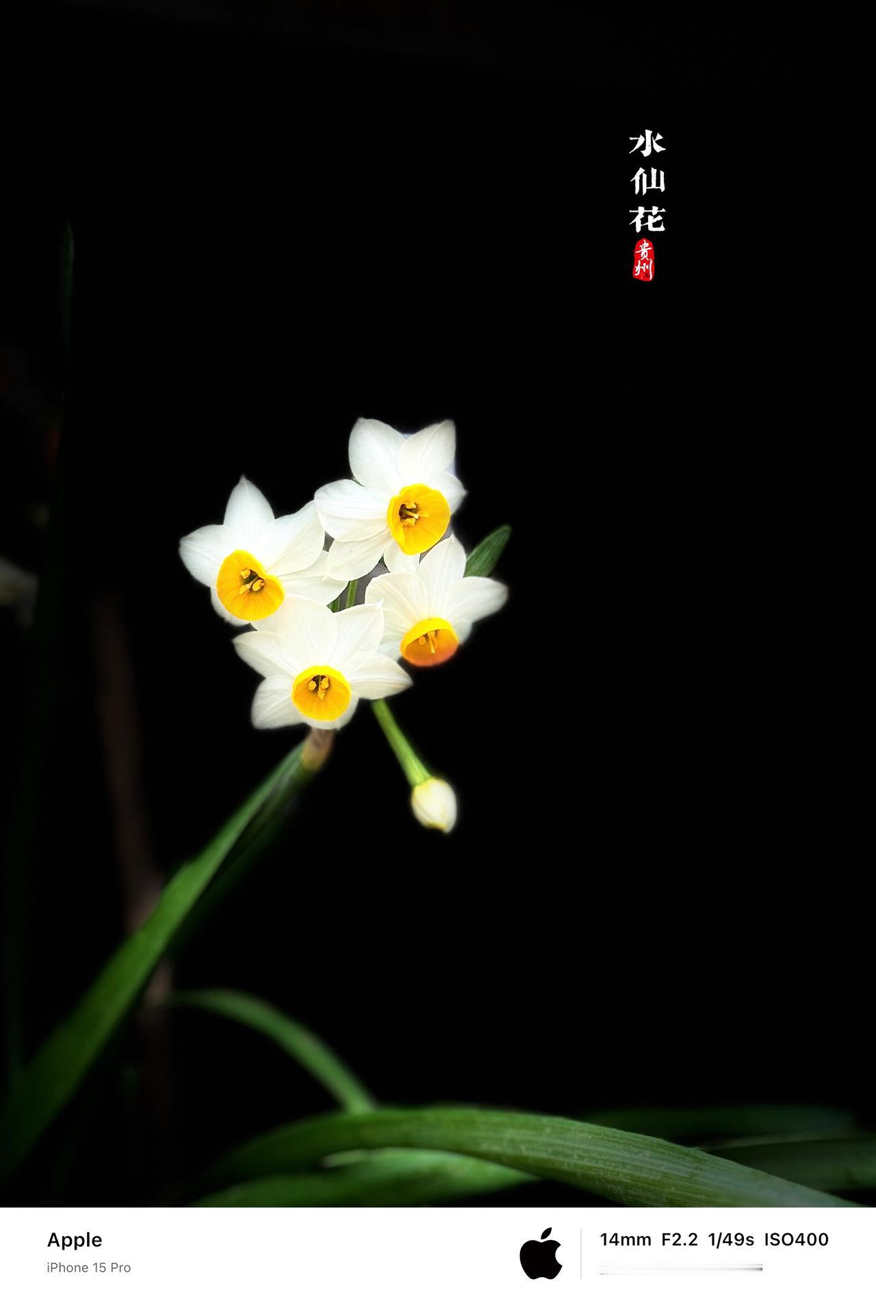 水仙花开的季节，喜欢它淡淡的清香，它的花语也很美好：纯洁、吉祥、思念、团圆、自尊