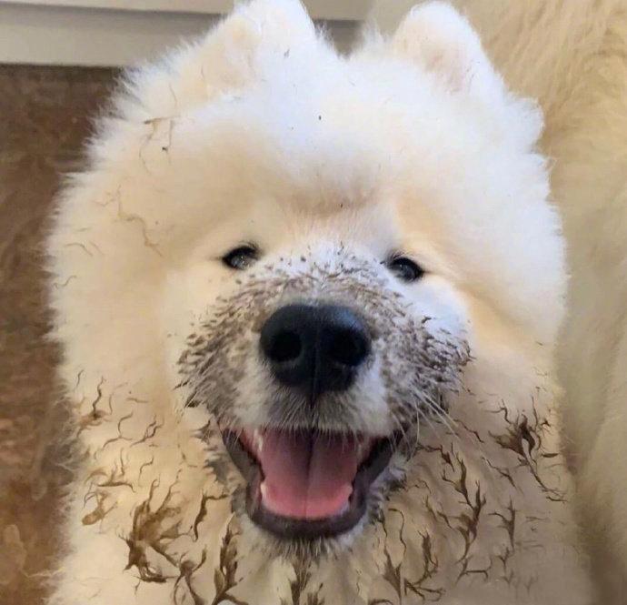 萨摩耶的永不脏脸传说是真的哈哈哈哈哈哈